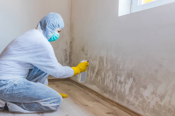Licensed Commercial Mold Remediation service in West Roxbury, MA - WQB Mold Removal